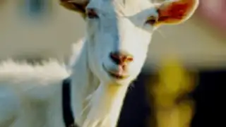 Goat Sounds